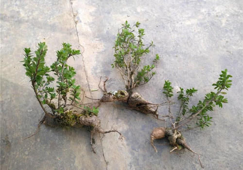  【漂亮】农村一种植物“树萝卜”，做盆栽漂亮，还是一种药材，