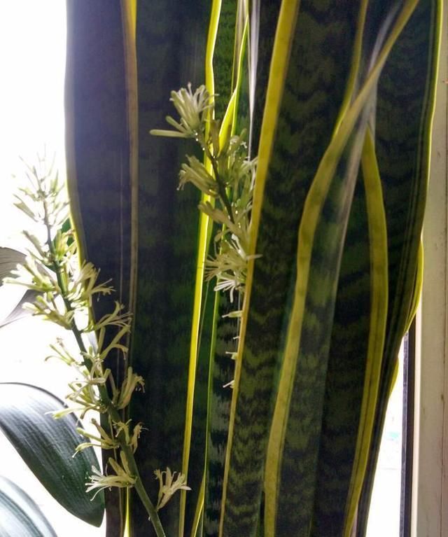  虎皮兰：这3种花“高手”才敢养，养开花才厉害，福气满满花枝高挑