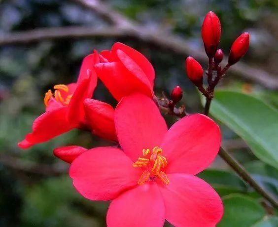 植物界的13种世界之最