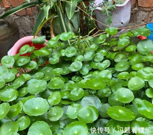  [花盆]河边捞点铜钱草，“半水半土”养，30天迅速长满花盆，贼好养