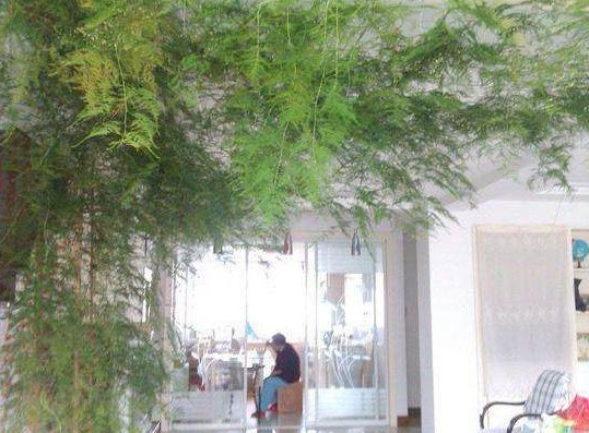 植物■养了10年“文竹”,每月喝勺“汤”,爬满整个房间,没有黄叶过!