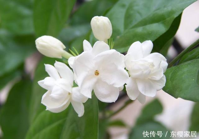 开出|这4种花遇到大太阳别遮阴,让它们使劲晒,呼呼开出满盆花