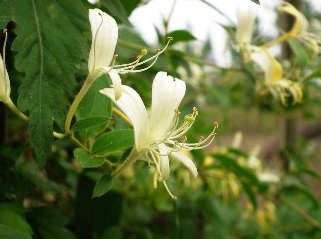  『金银花』金银花好养吗？金银花养护技巧有哪些？