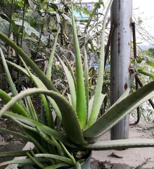  [解决]芦荟徒长太丑？用点“小手段”轻松解决，蹭蹭冒小芽，挤满盆