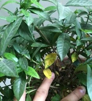  「软肋」栀子花“黄叶”毛病多？避开2个软肋，随随便便养活，绿叶满盆花