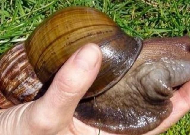  价值@养殖蜗牛也很赚钱，农民在家养殖一年收入十几万