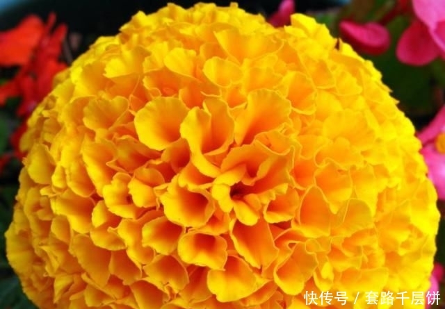 「寿菊种」万寿菊,不仅观赏价值高,还可食用,除此之外别的作用你知道吗?