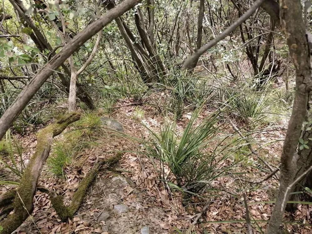  国家■保护秦岭 | 秦岭国家植物园发现 中国最北端野生蕙兰种群