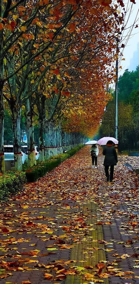 雨中，落叶，一片金黄