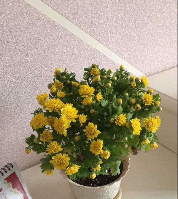  『耐寒』菊花新品种，花期近300天，四季花开不断，耐寒抗热，南北都能种