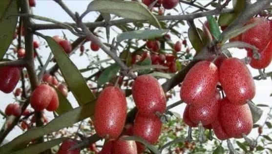 农村有种野果，80元一斤，亩产收入上万元，却很少有人见过！