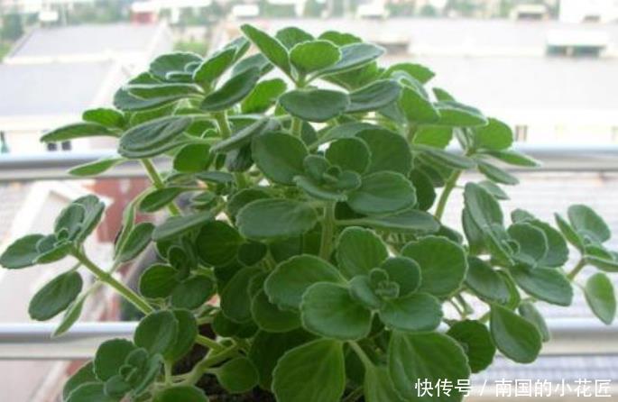 「特别」“3种花”特别适合养卧室,淡淡清香,舒缓疲劳、睡眠好!