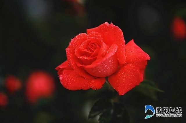  「雨后」楚楚动人，雨后的月季花美到流泪