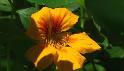 【常见】有一种莲花,不需要水,一年四季都开花,花香色艳,绿化带常见