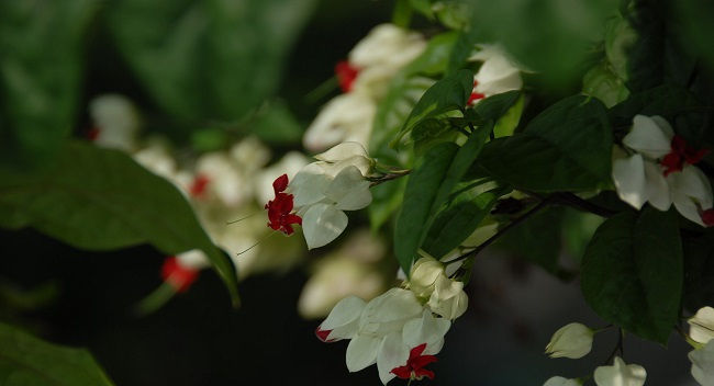 『龙吐珠』龙吐珠为什么不开花