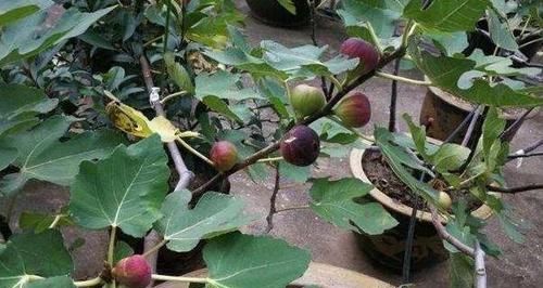  扦插■若是有院、有阳台，2种水果可'扦插'，第二年就能开花结果