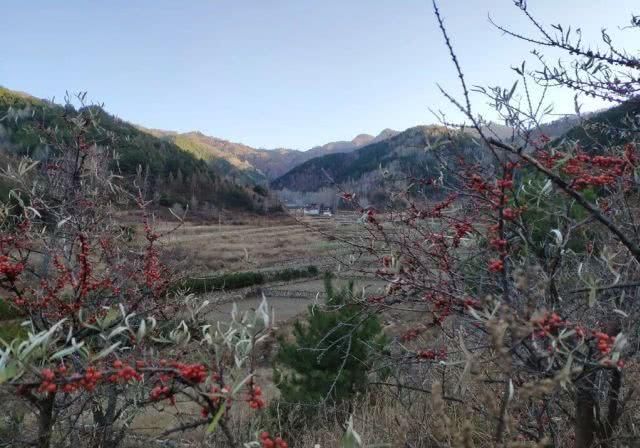 去巡山，草木白、青松翠、沙棘黄，初冬邂逅最美山色