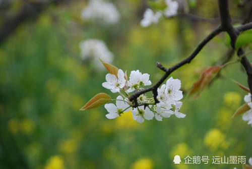  花儿■梨花、苹果花、樱桃花，这些盛开在春天的白花，您能分得清吗？