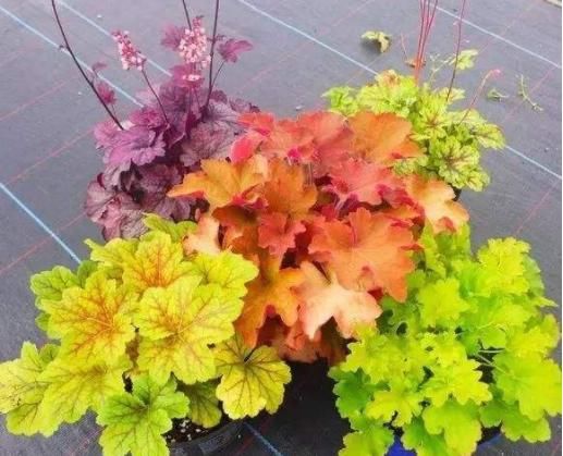  「打造」这几款植物，养在家里增碳雅致，花开俏丽多姿，轻松打造百花园