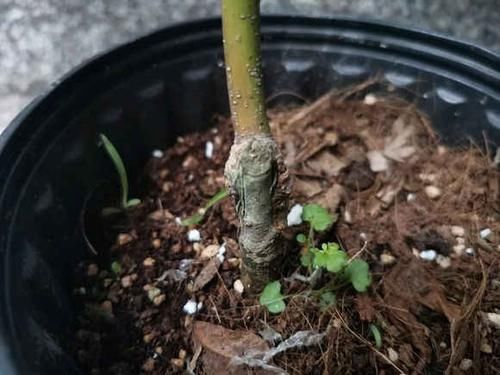  [红枫]红枫养护大全，养出“火焰色”，把握几个小窍门，盆盆价值不菲