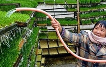  #蔬菜#不用下地，在家就能种植的无公害蔬菜，农村大妈靠这一天