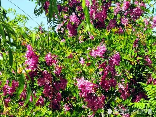  「宛如」一年一度槐花开，紫槐更比洋槐美，宛如紫葡挂满枝