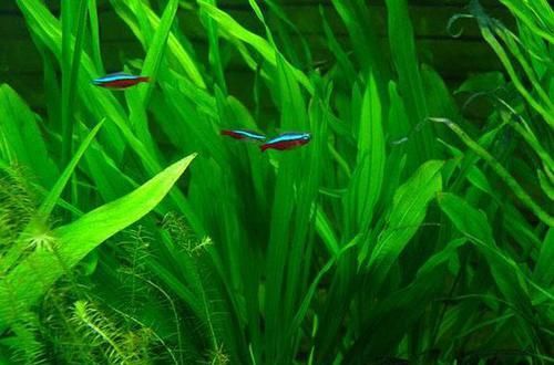  【鱼缸】鱼缸里养啥水草？这种“皇冠草”，人称“水草之王”，我就养了