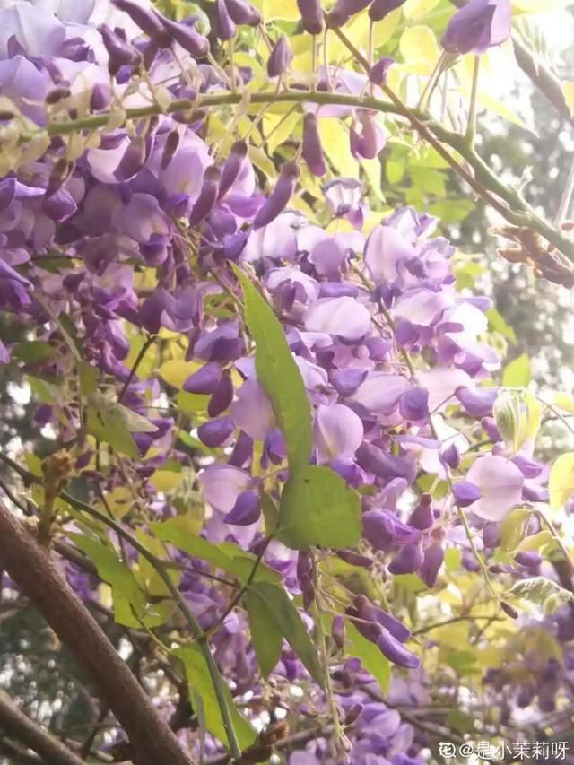 开出漂亮■阳春三月,出门踏青,原来有这么多漂亮花!