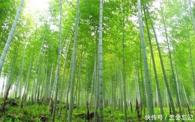 农村此种竹子种了不用去卖，照样年赚几十万，真是懒人也能赚大钱