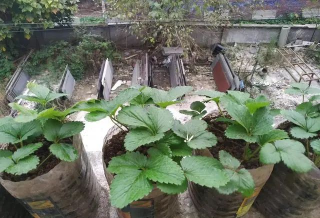  水果■在阳台上用空油瓶种菜种水果，一种几十盆，不花钱，好吃不用买