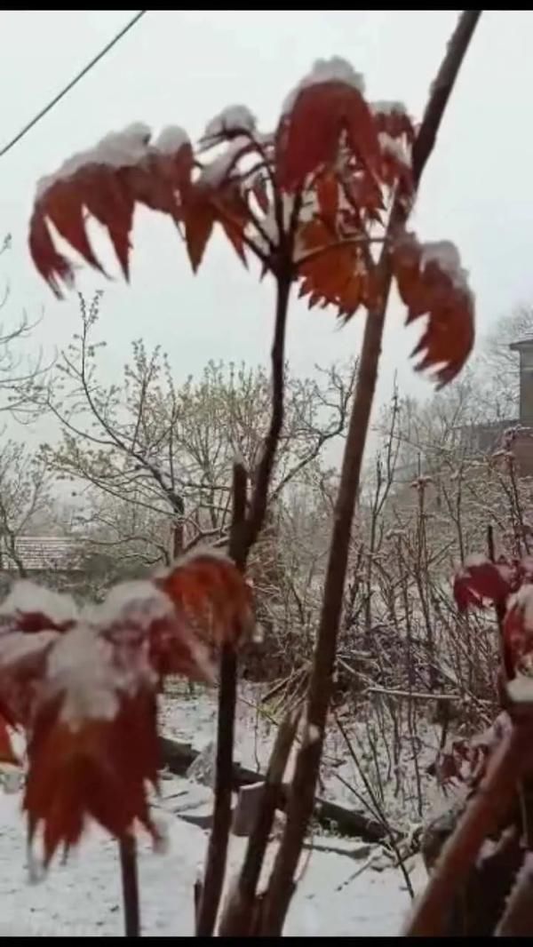  【下起】山东这个市今天下起了鹅毛大雪！