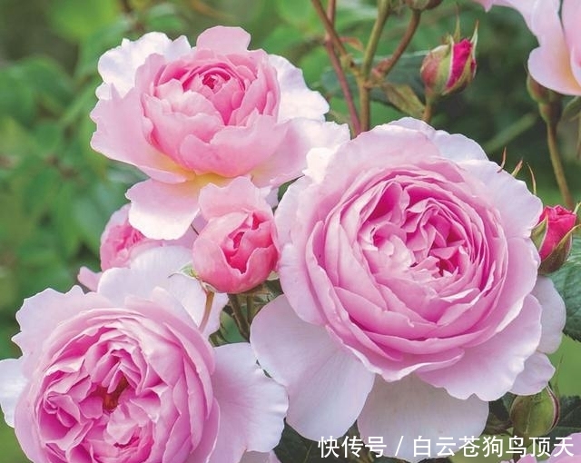  「充足的光照」春天月季养护指南。浇水、施肥、修剪全教程，让月季花更多，更大