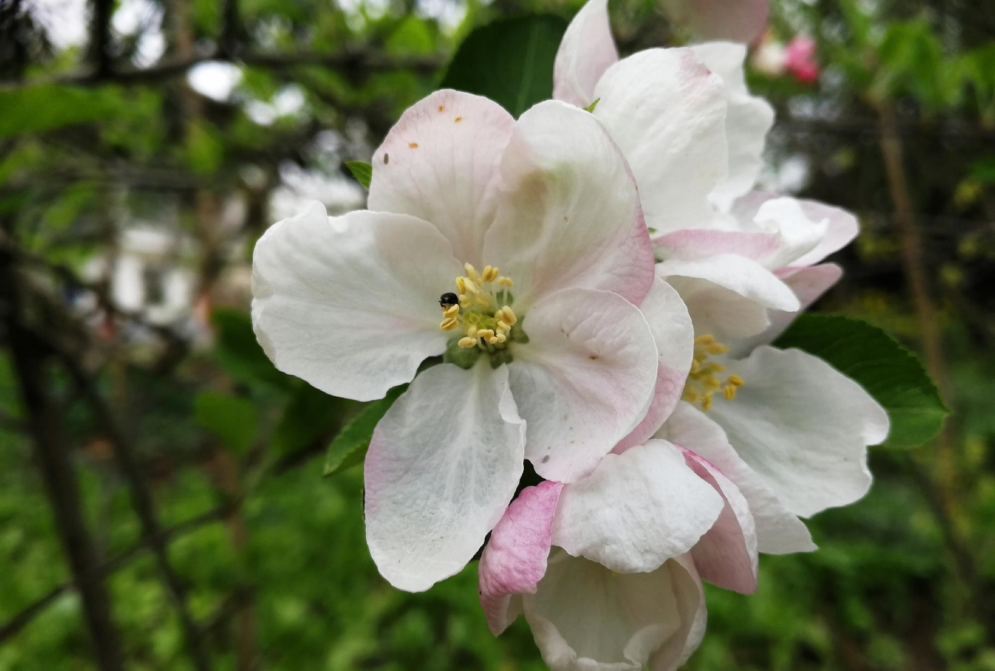  『平凡』四川植物图鉴｜平常却不平凡的苹果花