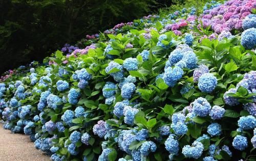  症状|这些花均有剧毒，碰见最好远离，不然结果承担不起！