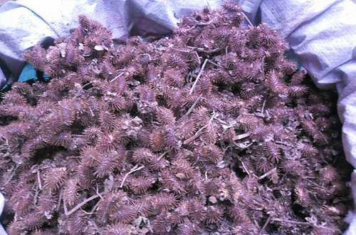  『苍耳』农田的一大害草，农民见到就铲除，殊不知是祛湿疹的“高手”