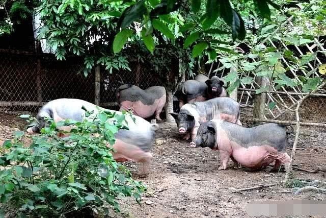  「2020年」2020年农民种啥、养啥能赚钱，专家指出2大赚钱机会，