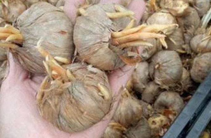  藏红花|过去，高价并不担心卖，但现在它已经跌到了祭坛上，每公