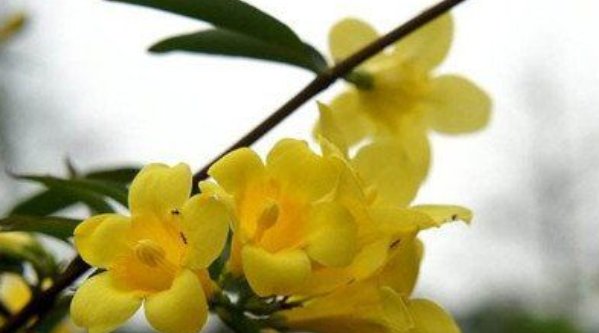  #喜欢#喜欢养护漂亮花卉，就选择开花量繁多，长势茂盛，观赏价值高的花