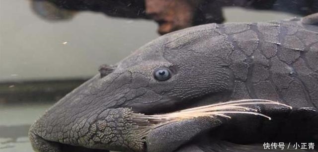  「中国」最牛外来物种, 竟然在中国“泛滥”! 谁能提供好的吃法?