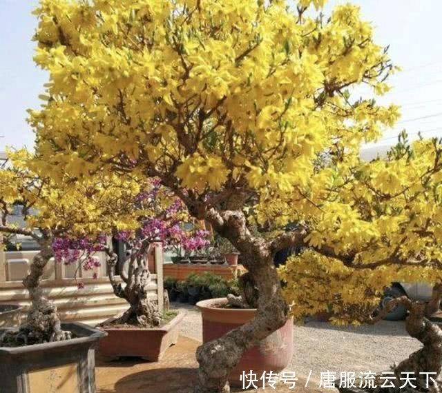  『观赏价值』在长江以南，有1种“连翘花”珍贵，平时在山坡下生长，值钱！