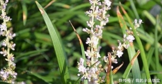 田间里此种野草无人识，养阴润肺、如今一斤30元，有营养价值。