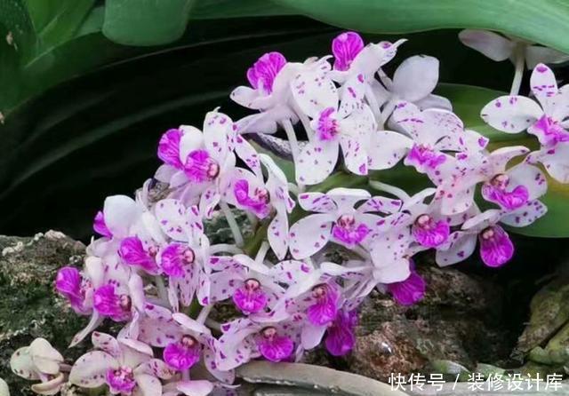 「冬天」开花像狐狸尾巴一样的兰花,盆栽冬天正是花期,这样养花多色艳