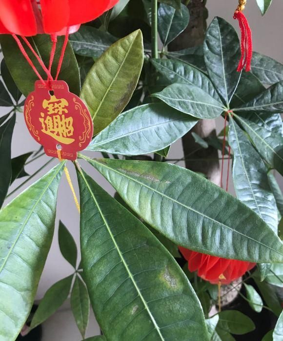  『新芽』立春给发财树“剃剃头”，新芽蹿的快，树冠长成伞，茂密油绿