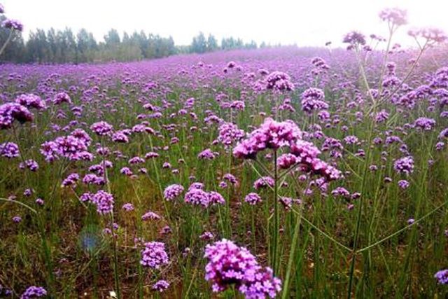  「鲜花」比种1亩粮食收入高3-5倍，看着鲜花就能赚钱，你们村可