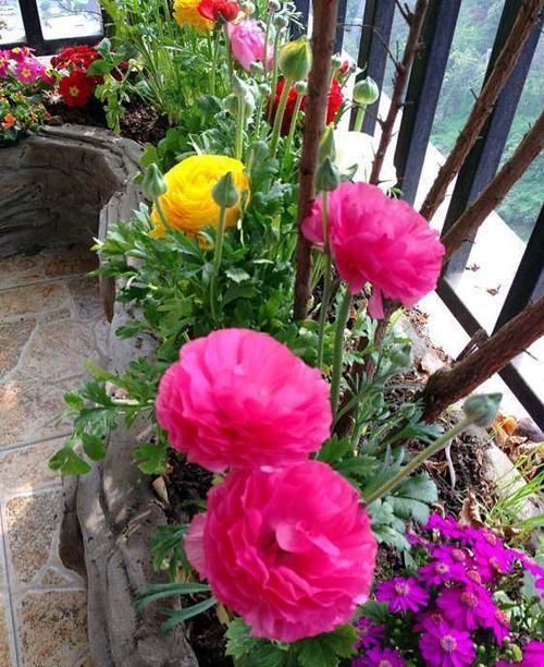  养花@养花不如养这几款，全年开花不断，花开美观又大气，超妖艳，美