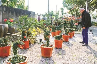  「铁丝」吴岳安：74岁“达人”育出百态盆景