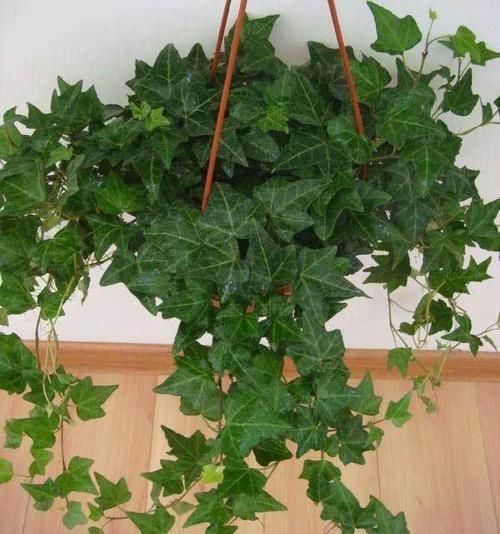 越来越@这“5种”花越阴凉长得越旺,摆在房内净化空气,身体越来越健康