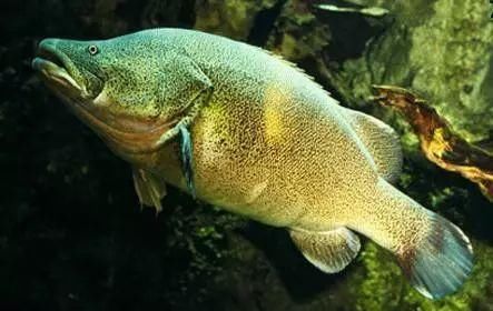  水产@广东首届渔业种博会下月南沙举行，渔业高科技园现场展示