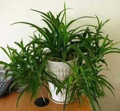  盆栽|客厅放上这8种植物，空气变好了，家人身体越来越健康！