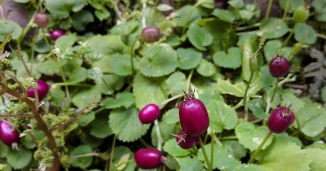  果实：农村一种果实似“茄子”的野草，路过请别踩踏到，因为太